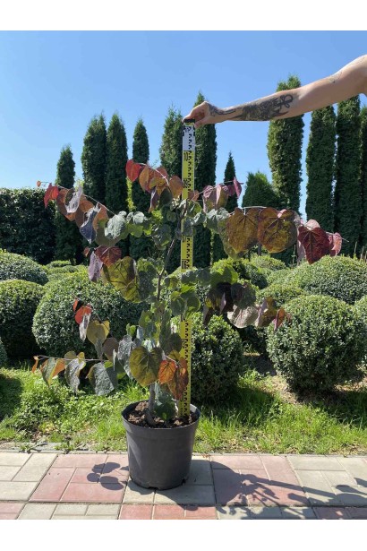 Церцис канадський Форест Пансі - 10л/вис.60-80см/Ø30-50см